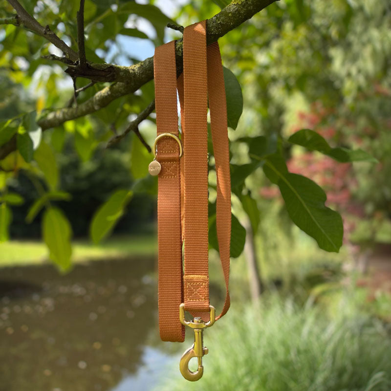 Collare Classico Cani Honey Drift Cognac