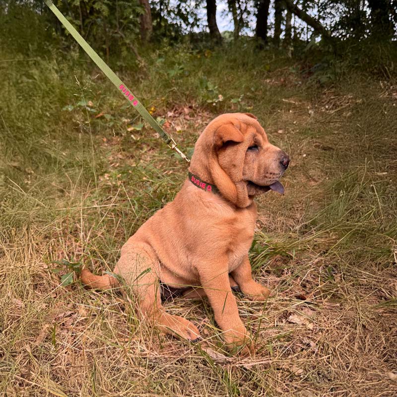 Collare Cuccioli Moss Breeze Verde Oliva