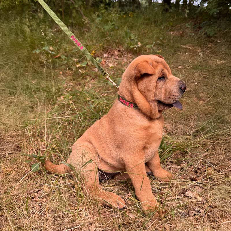 Guinzaglio Cuccioli Moss Breeze Verde Oliva