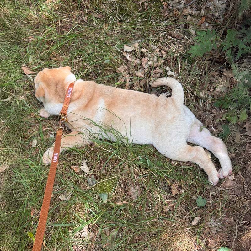 Guinzaglio Cuccioli Honey Drift Cognac