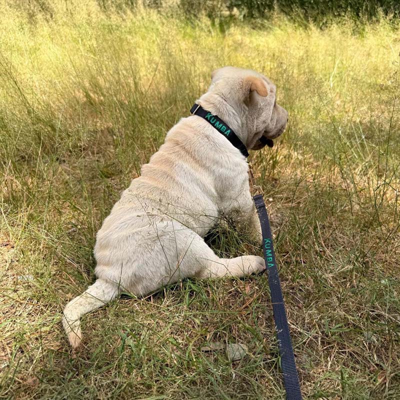 Collare Cuccioli Raven Illume Nero