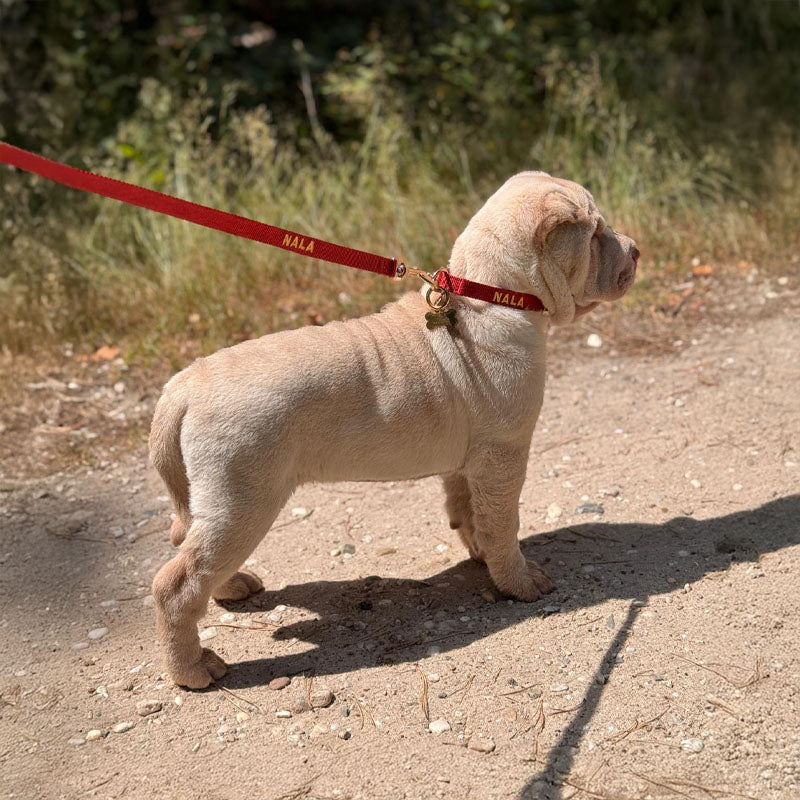 Guinzaglio Cuccioli Ruby Gale Rosso Rubino