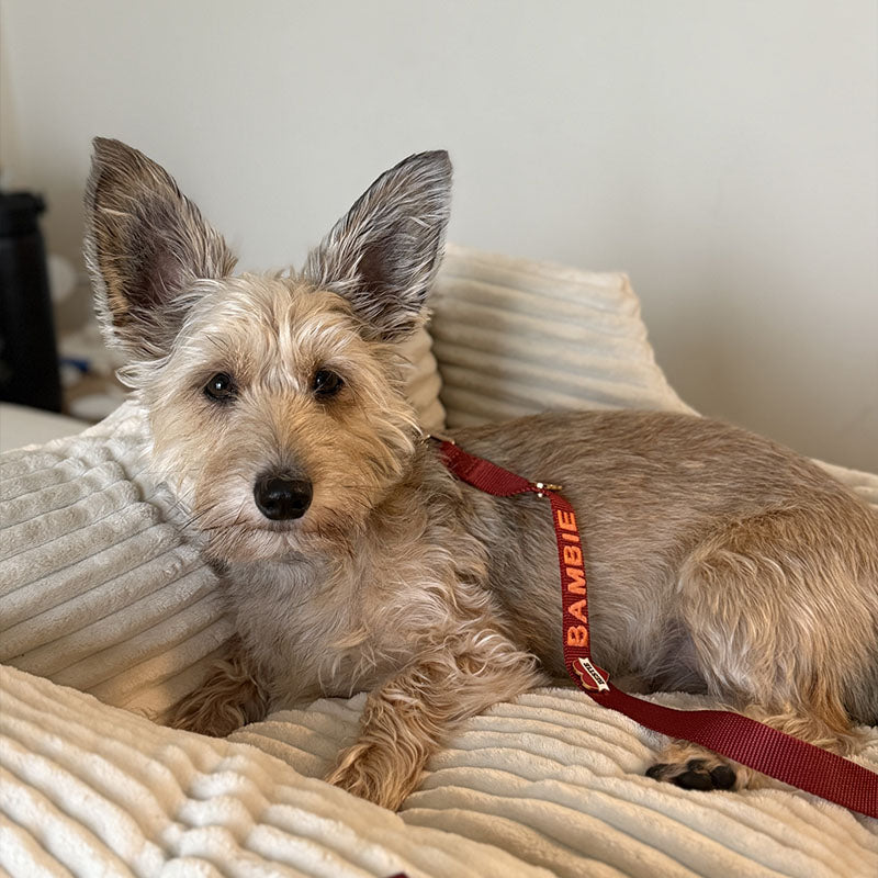 Guinzaglio Classico Cani Ruby Gale Rosso Rubino