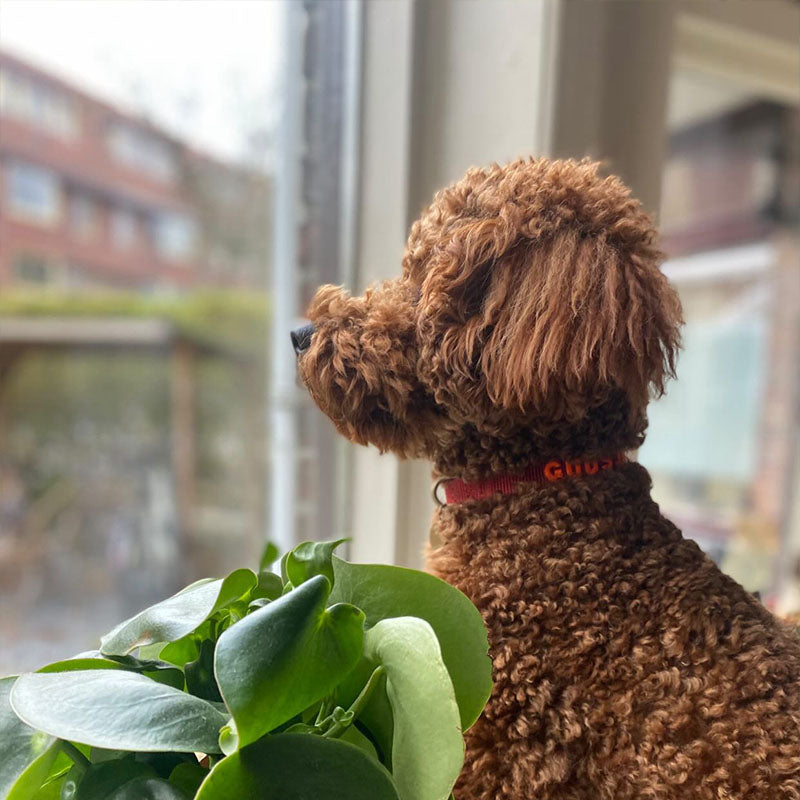 Collare Cuccioli Ruby Gale Rosso Rubino