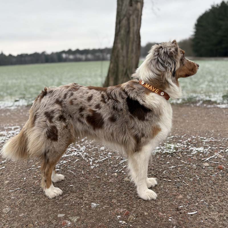 Collare Classico Cani Honey Drift Cognac
