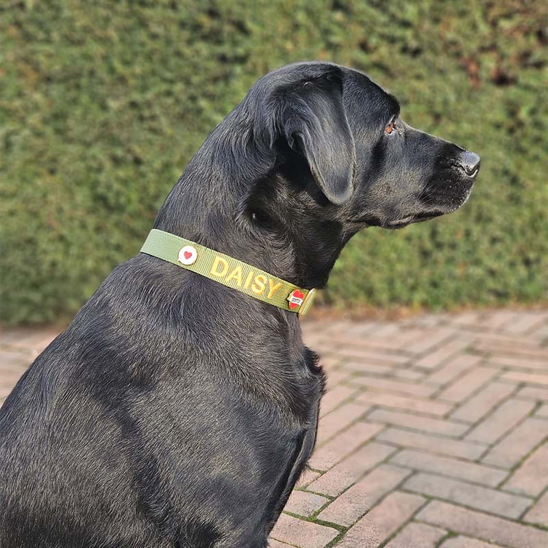 Collare Classico Cani Moss Breeze Verde Oliva