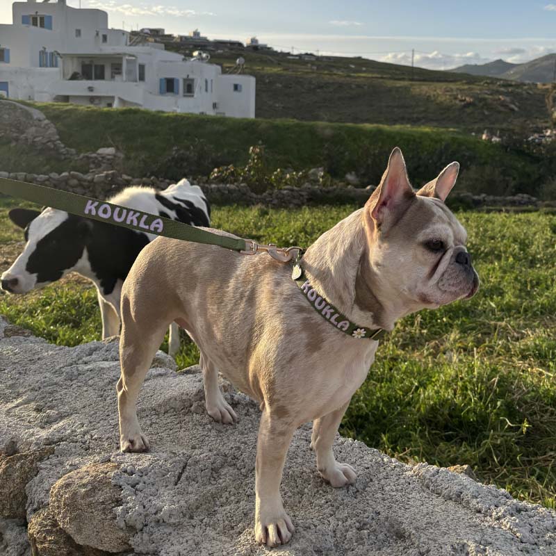 Collare Classico Cani Moss Breeze Verde Oliva