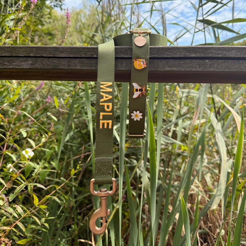 Collare Classico Cani Moss Breeze Verde Oliva