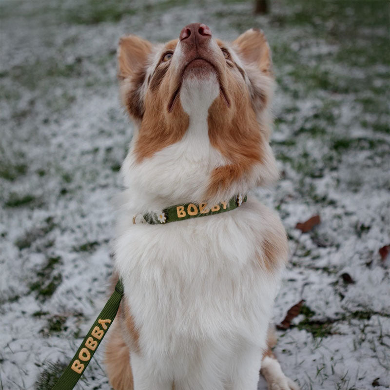 Collare Classico Cani Moss Breeze Verde Oliva