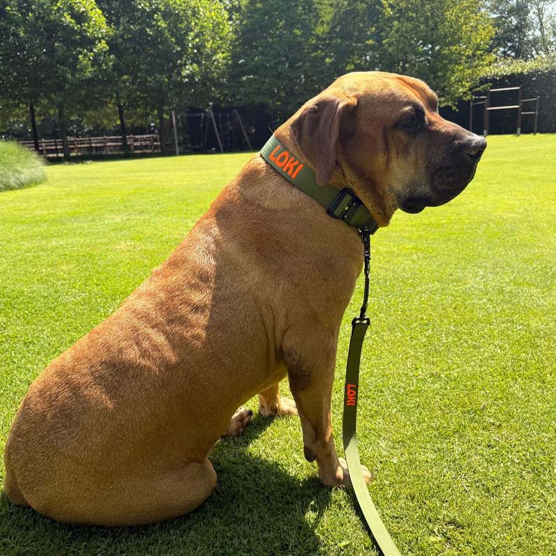 Collare Tattico Cani Moss Forge Verde Oliva