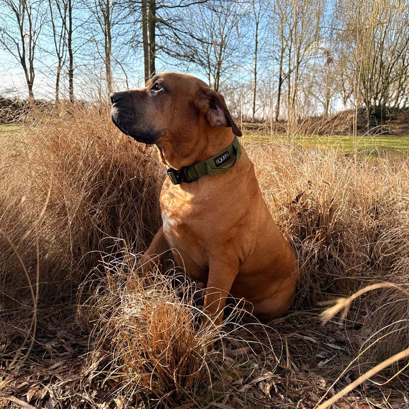 Collare Tattico Cani Moss Forge Verde Oliva