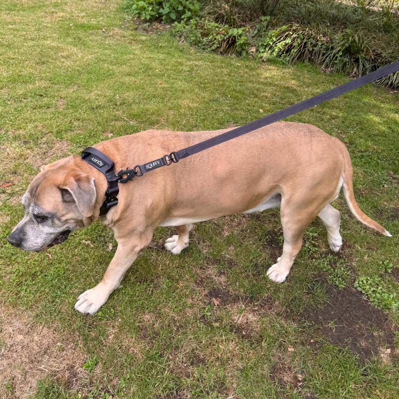 Guinzaglio Tattico Cani Raven Vex Nero