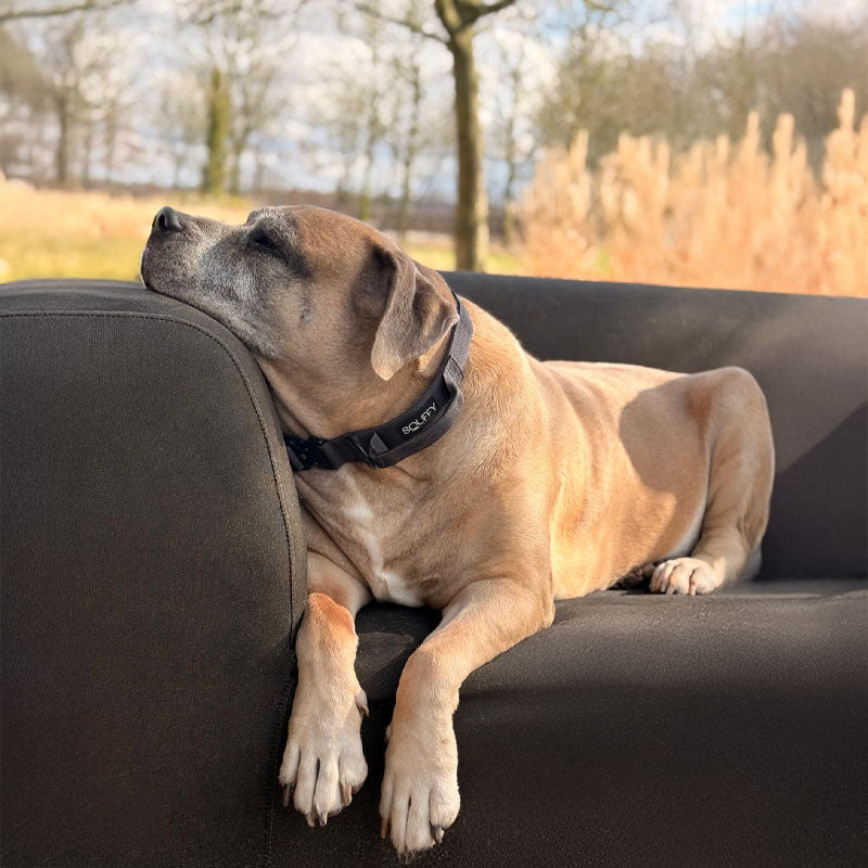 Collare Tattico Cani Raven Vex Nero