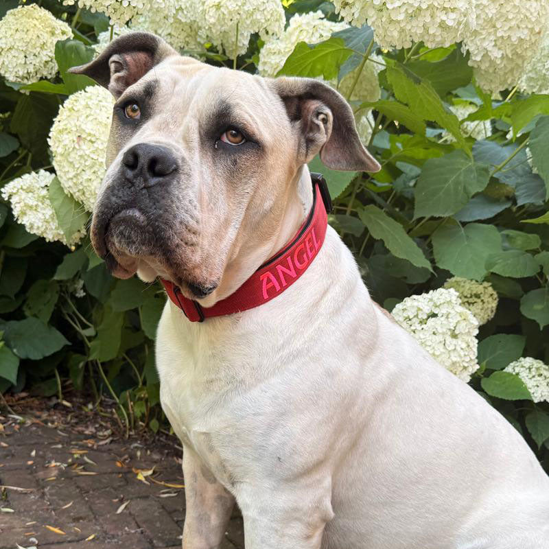 Collare Tattico Cani Ruby Vandal Rosso Rubino