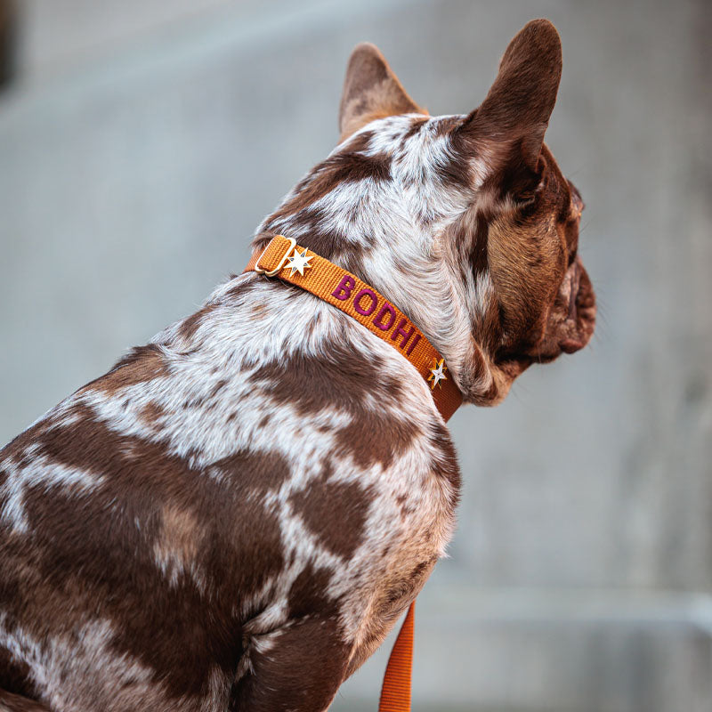 Collare Classico Cani Honey Drift Cognac