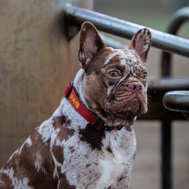 Collare Tattico Cani Ruby Vandal Rosso Rubino