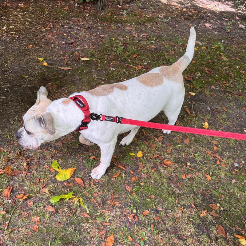 Guinzaglio Tattico Cani Ruby Vandal Rosso Rubino