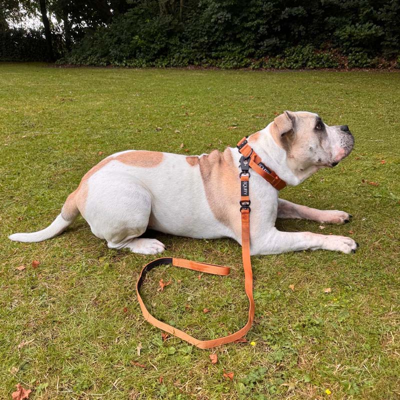 Guinzaglio Tattico Cani Honey Maze Cognac