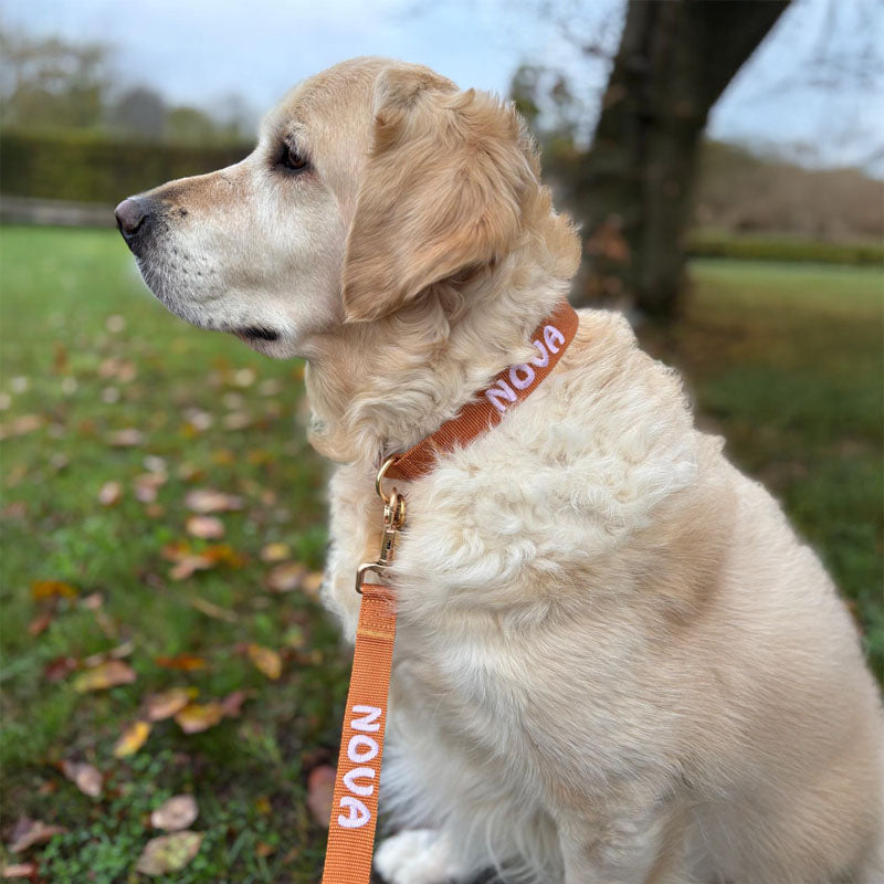 Collare Classico Cani Honey Drift Cognac