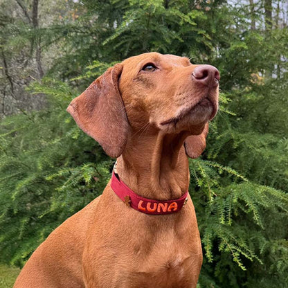 Collare Classico Cani Ruby Gale Rosso Rubino