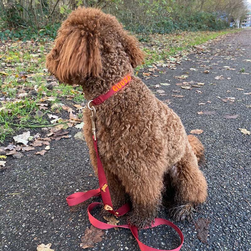 Guinzaglio Classico Cani Ruby Gale Rosso Rubino