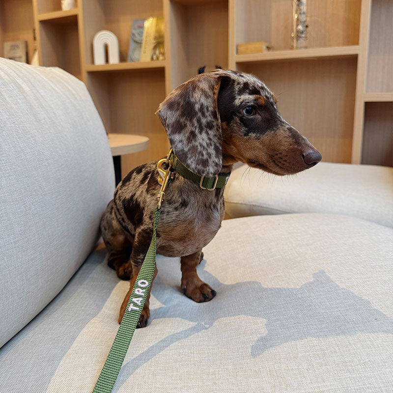Collare Classico Cani Moss Breeze Verde Oliva