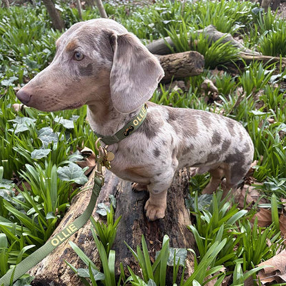 Collare Classico Cani Moss Breeze Verde Oliva