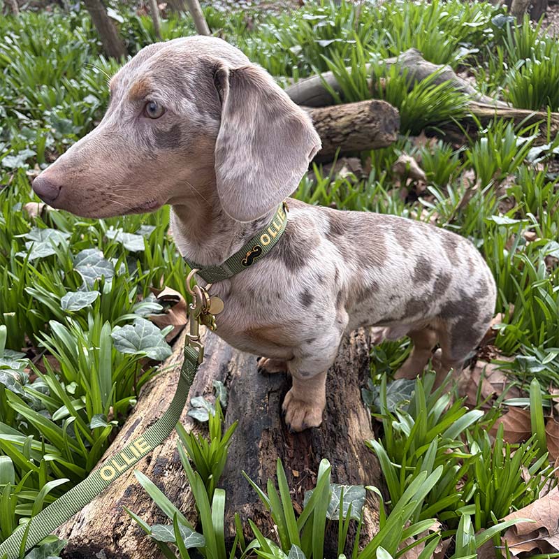 Collare Classico Cani Moss Breeze Verde Oliva