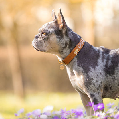 Collare Classico Cani Honey Drift Cognac