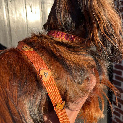 Collare Cuccioli Honey Drift Cognac