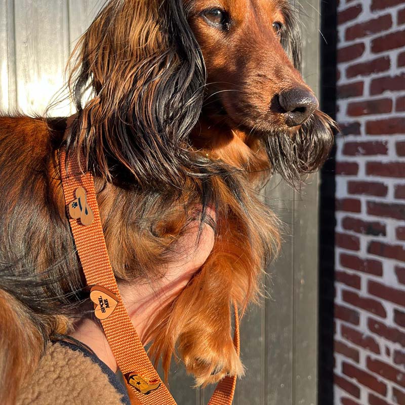 Collare Classico Cani  Honey Drift Cognac