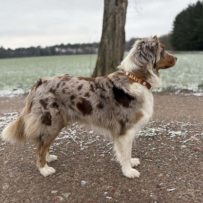 Collare Classico Cani Honey Drift Cognac