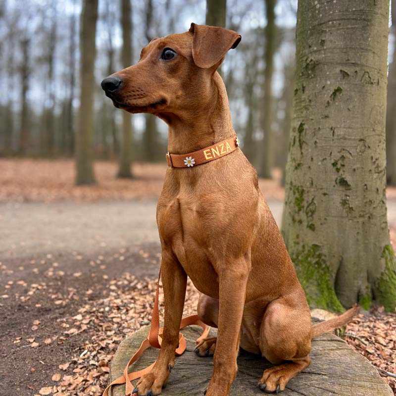 Collare Classico Cani Honey Drift Cognac