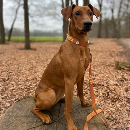 Collare Classico Cani  Honey Drift Cognac