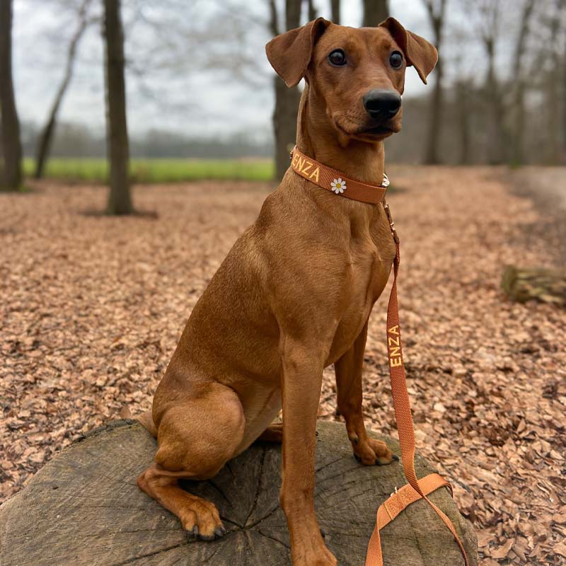 Collare Classico Cani  Honey Drift Cognac