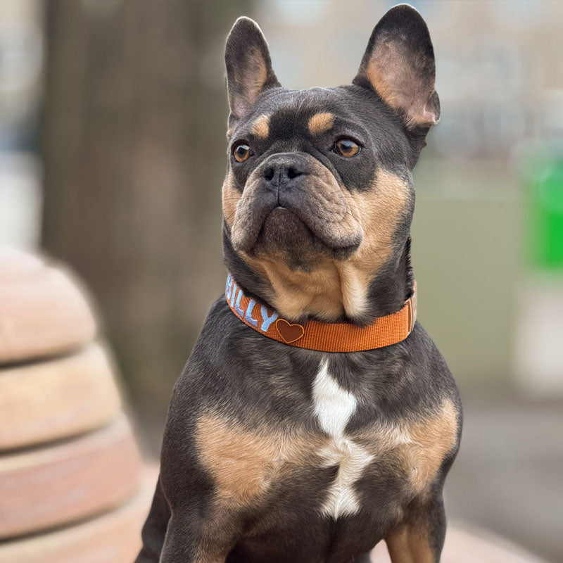Collare Classico Cani Honey Drift Cognac