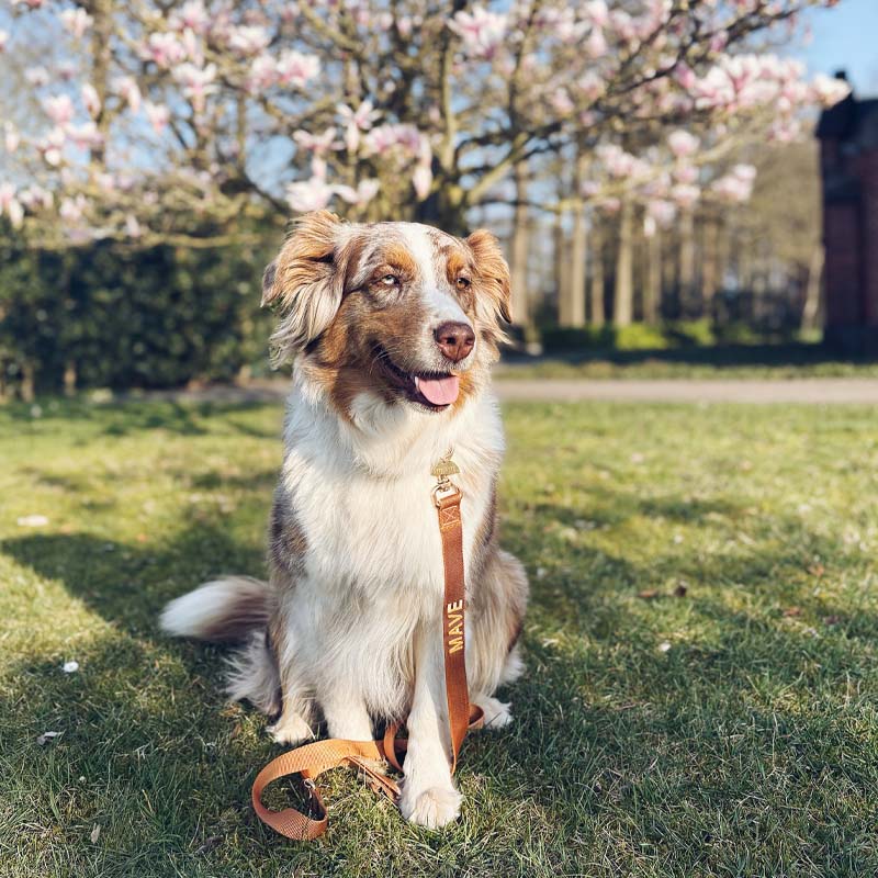 Collare Classico Cani  Honey Drift Cognac