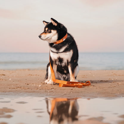 Collare Classico Cani Honey Drift Cognac