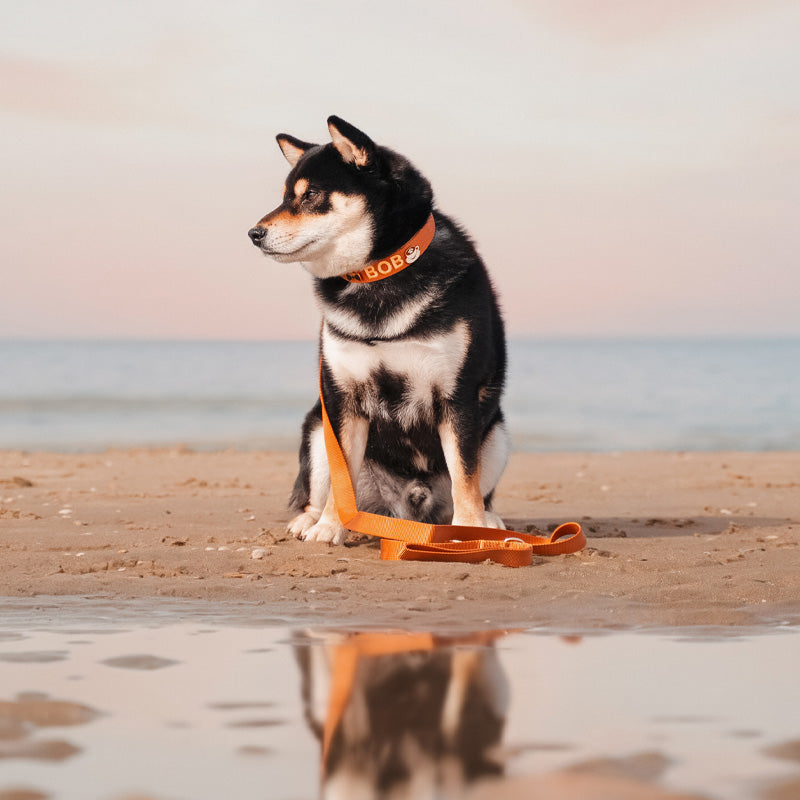 Collare Classico Cani Honey Drift Cognac