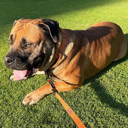 Collare Tattico Cani Honey Maze Cognac