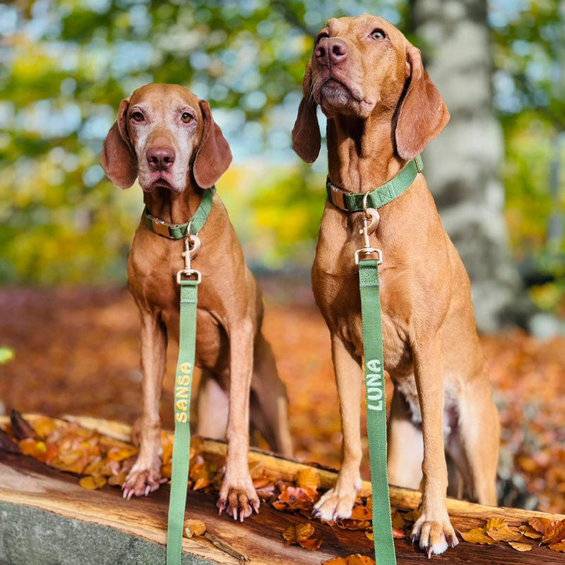 Collare Classico Cani Moss Breeze Verde Oliva