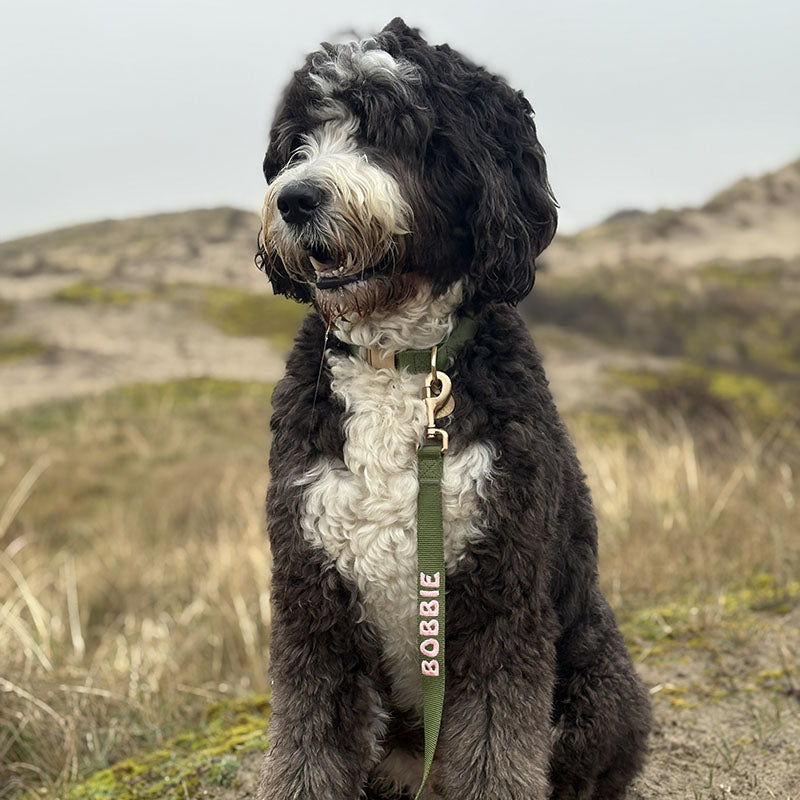 Collare Classico Cani Moss Breeze Verde Oliva