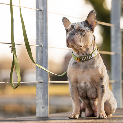 Collare Classico Cani Moss Breeze Verde Oliva