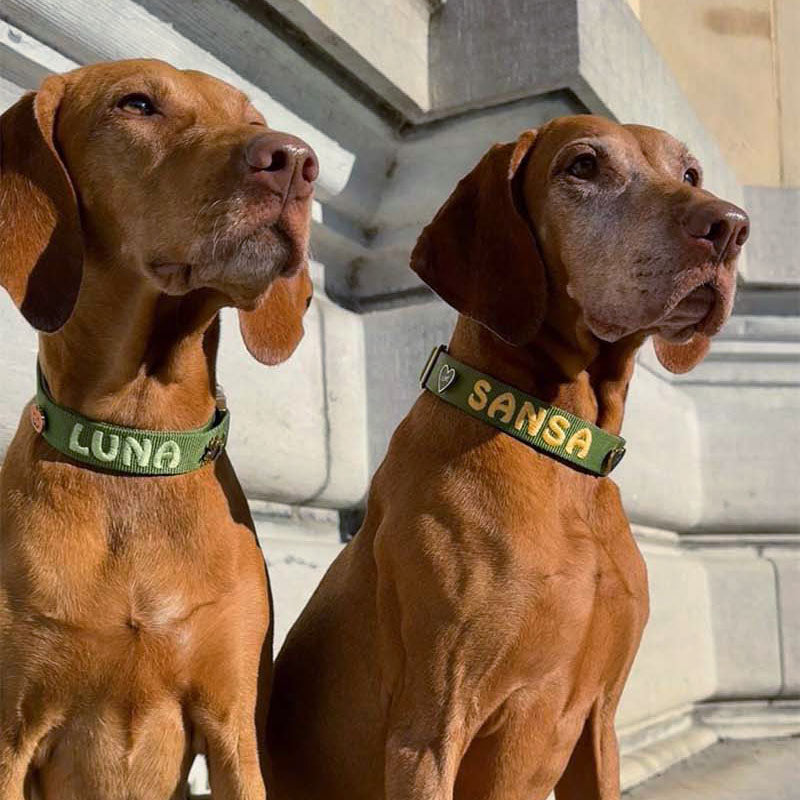 Collare Classico Cani Moss Breeze Verde Oliva