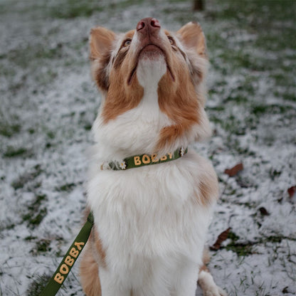 Collare Classico Cani Moss Breeze Verde Oliva