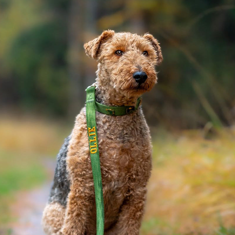 Collare Classico Cani Moss Breeze Verde Oliva