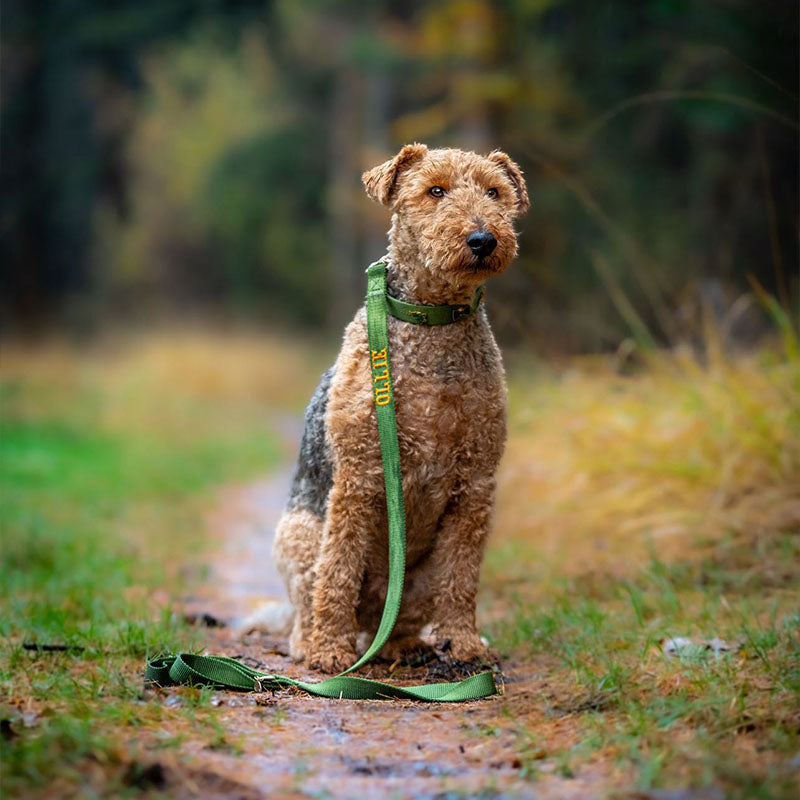 Collare Classico Cani Moss Breeze Verde Oliva