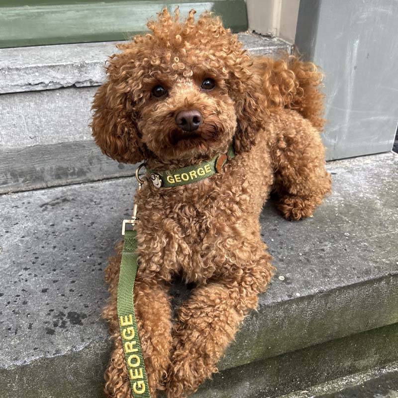 Collare Classico Cani Moss Breeze Verde Oliva