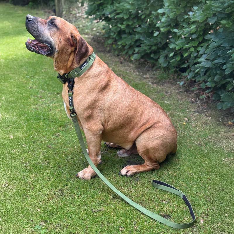 Guinzaglio Tattico Cani Moss Forge Verde Oliva