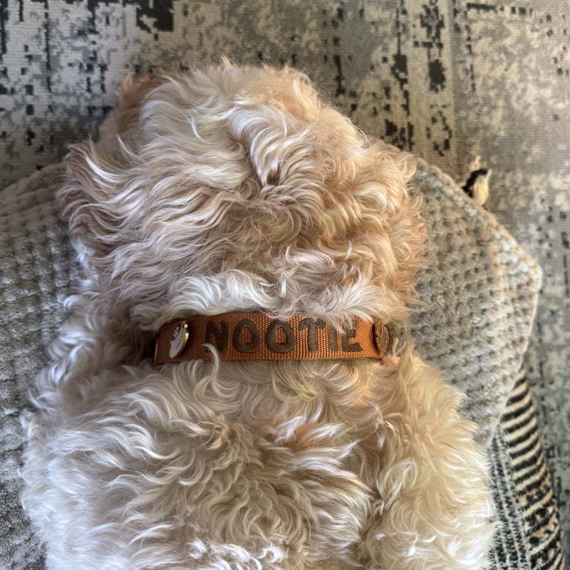 Collare Classico Cani Honey Drift Cognac